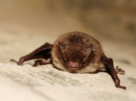 Daubenton's Bat