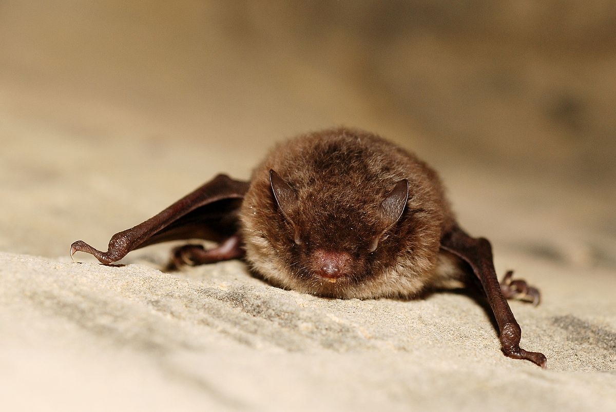 International Bat Appreciation Week is set to swoop through Salford