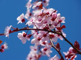 cherry blossoms - monton - https://www.pickpik.com/almond-blossom-cherry-blossom-japanese-cherry-trees-blossom-bloom-tree-32681#google_vignette