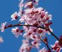 Monton’s blossom trees set to be replaced after being swept by a parasitic fungus