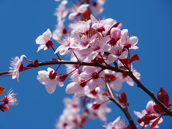 cherry blossoms - monton - https://www.pickpik.com/almond-blossom-cherry-blossom-japanese-cherry-trees-blossom-bloom-tree-32681#google_vignette