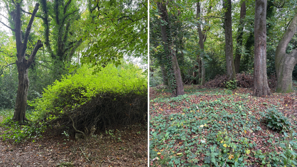 An image of a tree on the walking trail