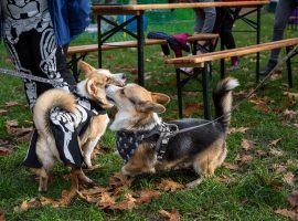 Free Halloween party for dogs and their owners comes to Salford