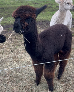 Rigmaroll, a baby alpaca (Hannah Whiting, 2025)