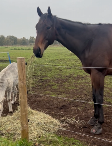 Rescue horse Fergus and his hoof boots (Hannah Whiting, 2025)