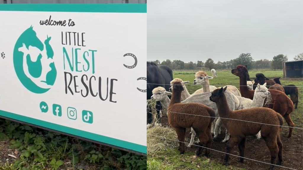 Little Nest Rescue and their alpacas (Hannah Whiting, 2025)