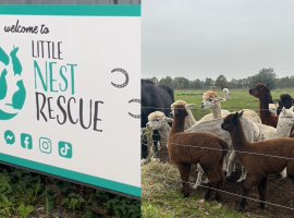 Little Nest Rescue and their alpacas (Hannah Whiting, 2025)