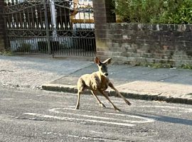 Image used with permission from Jeff Boardman